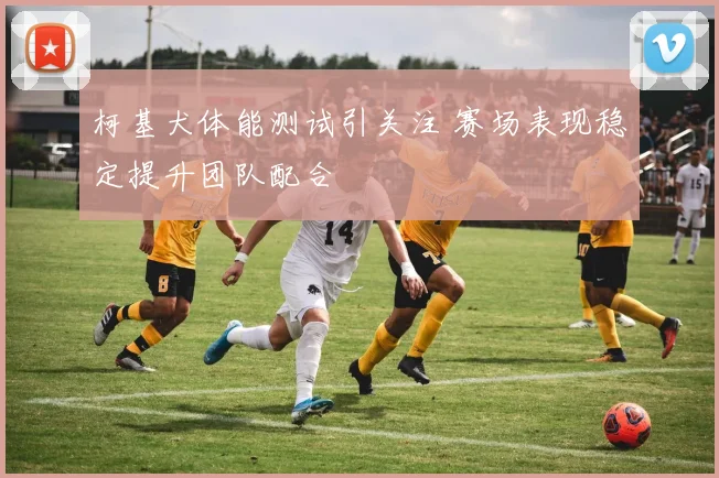 柯基犬体能测试引关注 赛场表现稳定提升团队配合