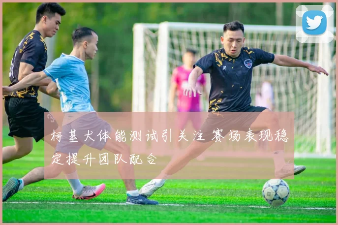 柯基犬体能测试引关注 赛场表现稳定提升团队配合